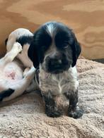 Puppy’s engels springer spaniel X working Cocker spaniël, Dieren en Toebehoren, Reu, 8 tot 15 weken, CDV (hondenziekte), Meerdere