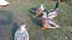 Trio kwakers, Dieren en Toebehoren, Pluimvee, Meerdere dieren, Eend