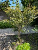 Schijn Hulst boompje 140 cm hoog, Ophalen of Verzenden, Hulst, 100 tot 250 cm