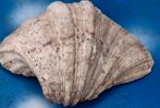 Schelp. Natural Bear Clan Shell. 18/13/7 cm., Verzamelen, Mineralen en Fossielen, Ophalen, Schelp(en)