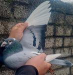 Postduif "BEST OF KITTEL" kweek doffer., Dieren en Toebehoren, Mannelijk, Postduif