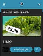 Caulerpa Prolifera (portie), Dieren en Toebehoren, Overige typen, Zoutwatervis