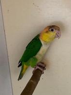 Groendij caiques, Meerdere dieren, Papegaai