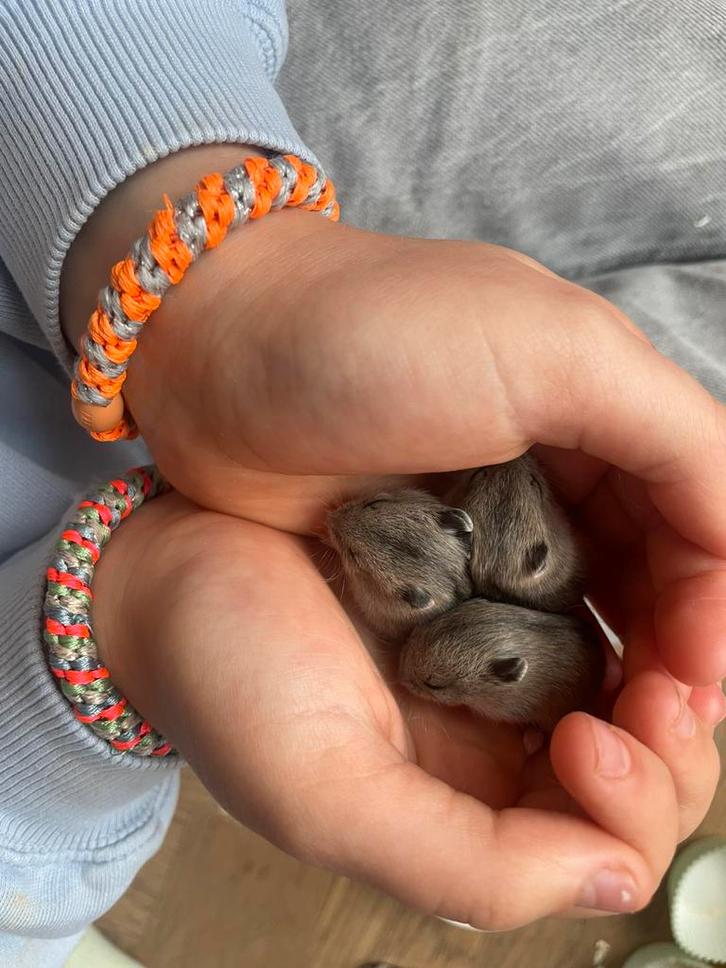 Chinese dwerhamsters te koop, Dieren en Toebehoren, Knaagdieren, Geslacht onbekend, Hamster, Oktober, Tam