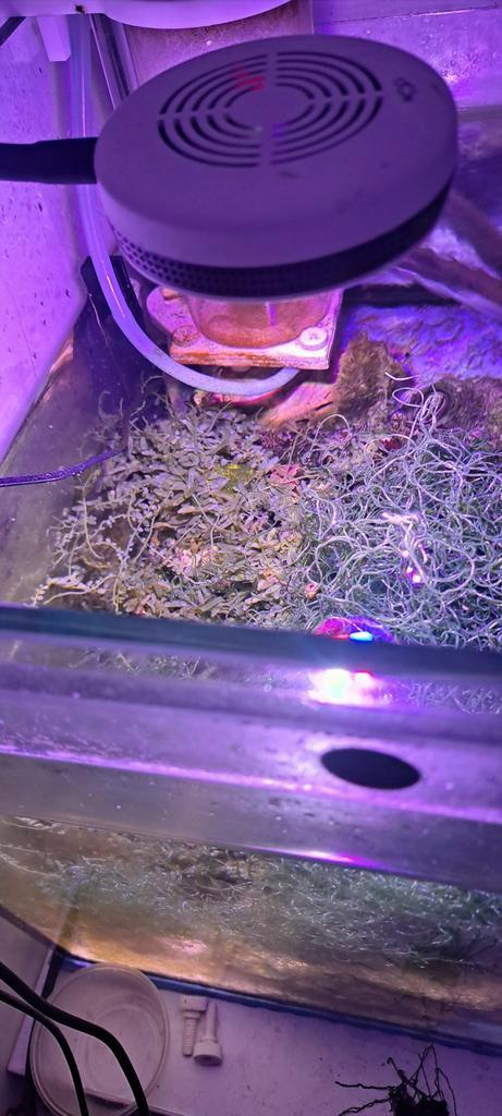 Zeewier chaetomorpha, Dieren en Toebehoren, Vissen | Aquaria en Toebehoren, Ophalen of Verzenden