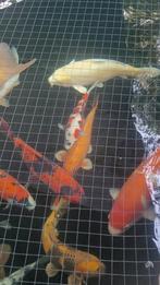 Doitsu Hariwake 50cm en Hi Utsuri 50cm, Dieren en Toebehoren, Vissen | Vijvervissen, Karper of Koi