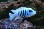 te koop koppel metriaclima zebra chilumba maisoni reef, Dieren en Toebehoren, Vissen | Aquariumvissen, Vis, Zoetwatervis