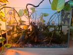 Aqaurium, Ophalen, Plant(en), Steen of Hout
