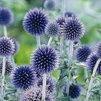 Echinops Ritro - Kogeldistel, Tuin en Terras, Ophalen of Verzenden, Voorjaar, Zaad, Volle zon