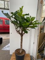 Ficus lyrata 145cm vers van de kwekerij, Ficus, 100 tot 150 cm, In pot, Groene kamerplant