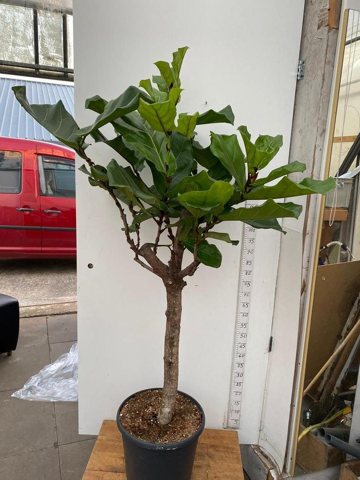 Ficus lyrata 145cm vers van de kwekerij, Huis en Inrichting, Kamerplanten, Ficus, 100 tot 150 cm, Groene kamerplant, Halfschaduw