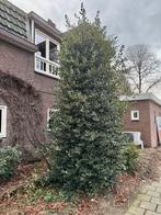 Volwassen hulst +/- 4,5 meter - zelf uitgraven, Tuin en Terras, Bloeit niet, 250 tot 400 cm, Zuilboom, Ophalen