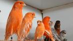 Kanaries, Dieren en Toebehoren, Meerdere dieren, Kleurkanarie