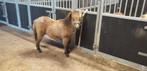 Mini shetlanders  2 jarige merrie en veulen valk, Dieren en Toebehoren, Pony's, Merrie, A pony (tot 1.17m), Gechipt, 0 tot 2 jaar