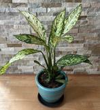 Diffrabachia in pot, Ophalen, Overige soorten, Halfschaduw, In pot