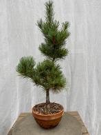 Bonsai beginner White Pine, Ophalen, Overige soorten, Minder dan 100 cm