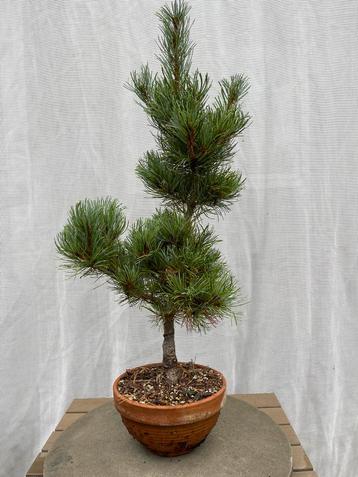 Bonsai beginner White Pine beschikbaar voor biedingen