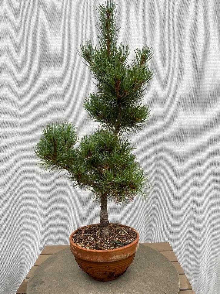 Bonsai beginner White Pine, Tuin en Terras, Planten | Bomen, Overige soorten, Minder dan 100 cm, Ophalen