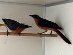 Schubkap tapuit - cossypha albicapilla, Dieren en Toebehoren, Meerdere dieren, Geringd