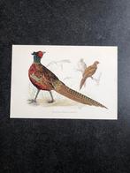 5 prenten vogels  16,5x24 cm samen 9  euro oa fazant, Natuur en Biologie, Ophalen of Verzenden