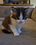 Kittens main coon x perz, Dieren en Toebehoren, Meerdere dieren