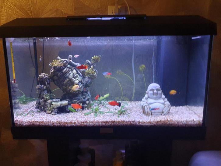 Juwel Aquarium, Dieren en Toebehoren, Vissen | Aquaria en Toebehoren, Gebruikt, Leeg aquarium, Juwel, Ophalen