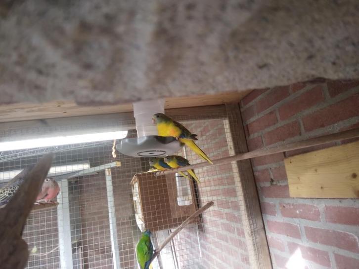 4x Turquoisine parkiet koop, Dieren en Toebehoren, Vogels | Parkieten en Papegaaien, Parkiet, Meerdere dieren