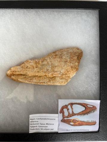 Carcharodontosaurus kaak schedel bot (onderkaak)  beschikbaar voor biedingen