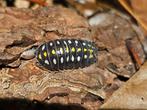 Armadillidium klugii "Black" isopods pissebedden, Dieren en Toebehoren, Insecten en Spinnen, Overige soorten