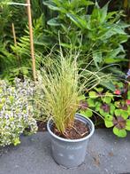 Siergras (stek) 2,50, Tuin en Terras, Planten | Tuinplanten, Ophalen, Zomer, Siergrassen, Volle zon