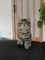 Ragcoon Ragdoll x Maine Coon poesje, Dieren en Toebehoren, Katten en Kittens | Raskatten | Langhaar, Poes, Ontwormd