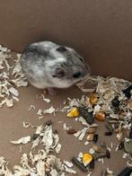 Chinese dwerghamster, Dieren en Toebehoren, Knaagdieren, Hamster, Juli, Vrouwelijk, Tam