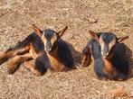 Black.en tan dwergbokjes beschikbaar, Dieren en Toebehoren, Schapen, Geiten en Varkens, Meerdere dieren, Geit
