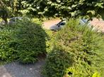 Taxus 2x voor 20 euro samen, Ophalen, Taxus