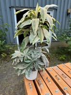 Kunst plant, Ophalen of Verzenden, Zomer, Overige soorten, Volle zon