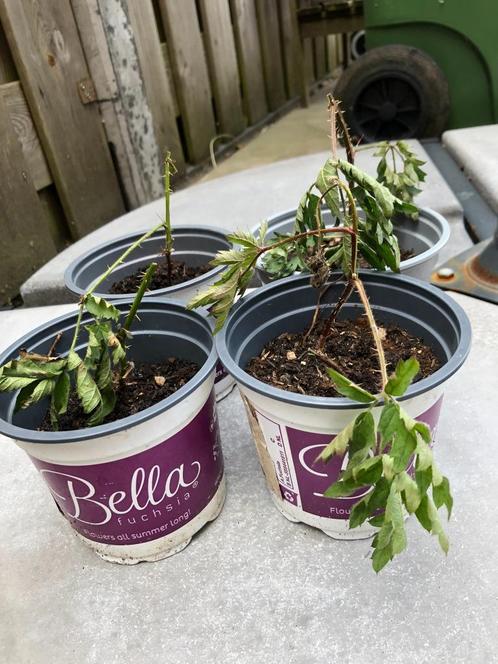 Te koop stekken van de braam., Tuin en Terras, Overige Tuin en Terras, Nieuw, Ophalen