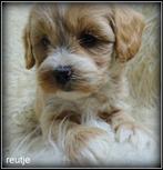 Maltipoo reutje pups, Nederland, Parvo, 8 tot 15 weken, Eén hond