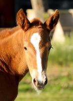 Lease pony/paard aangeboden, Dieren en Toebehoren, Nieuw, Overige soorten, Ophalen of Verzenden