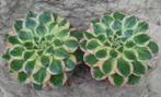 Aeonium rubrolineata variegata, Vetplant, Ophalen of Verzenden, Minder dan 100 cm, Volle zon