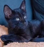 1Zwarte kitte  Blauwerus Britsekort/SAVANNA  Begaal €50, Kater, Ontwormd, 0 tot 2 jaar