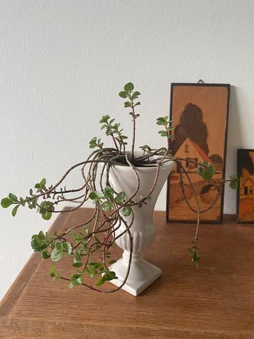 Vetplant in Vintage Flora Gouda vaasje beschikbaar voor biedingen