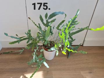 Kamerplant, blauwvaren, lucht zuiverend  beschikbaar voor biedingen