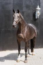 4 jarige merrie v. Kjento, Merrie, Gechipt, Dressuurpaard, 3 tot 6 jaar