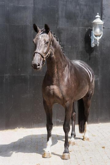 4 jarige merrie v. Kjento beschikbaar voor biedingen