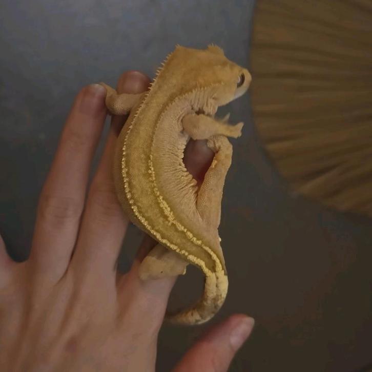 Crestedgekko, wimpergekko, Correlophus
ciliatus