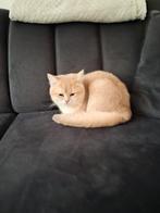 Kat, Poes, 0 tot 2 jaar