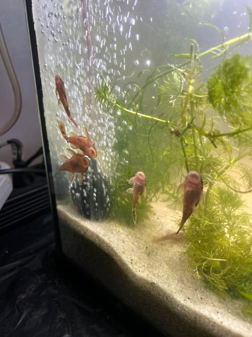 Algeneter , LDA16, Dieren en Toebehoren, Vissen | Aquariumvissen, Vis