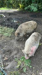 2 varkens/borgjes. 1 göttinger en 1 niet raszuivere kunekune, Dieren en Toebehoren, Mannelijk, Varken