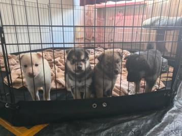 Shiba inu x F1 Pomsky geboren mogen weg! beschikbaar voor biedingen