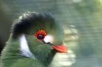 Te bestellen koppel Witwang Toerako Tauraco leucotis evt et, Meerdere dieren, Tropenvogel